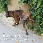 Beaphar Spray Educador para Exterior para perros y gatos, , large image number null